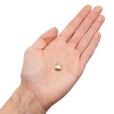 Clam Shell